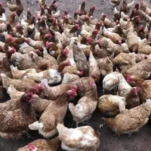 Cocoribio La Ferme Du Poc 